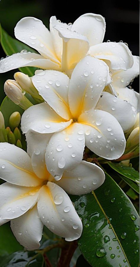 Jasmine Flor, Flower Valley, Plumeria Tree, Boyfriends Be Like, Jasmine Flower, Gorgeous Flowers, Art Classes, Still Life, Beautiful Flowers