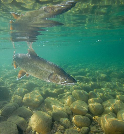 Lake Trout - Spawning on Reef Trout Aesthetic, Fish Habitat, Lake Fish, Fish Pictures, Lake Trout, Trout Lake, Underwater Images, Water Creatures, Fly Fishing Tips