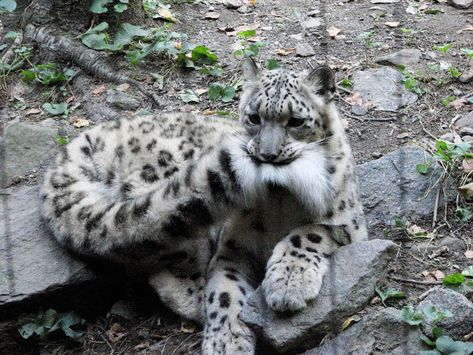 Snow Leopards Love Nomming On Their Fluffy Tails (12 Pics) | Bored Panda Snow Leopard Tail, Snow Leopard Pictures, Bronx Zoo, Snow Leopard, Leopards, 귀여운 동물, Big Cats, Wild Cats, Cat Memes