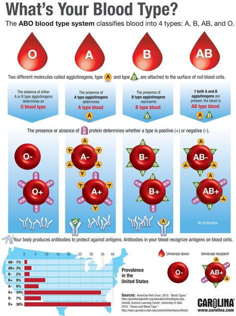 Blood Type Chart, Type Chart, Blood Types, Blood Groups, Ap Biology, Biology Lessons, Teaching Biology, Biology Notes, Phlebotomy