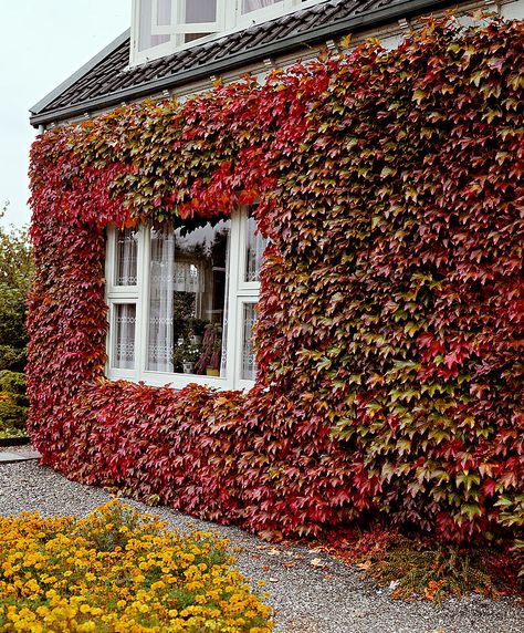 Parthenocissus Tricuspidata, Boston Ivy, Hydrangea Petiolaris, Green Fence, Virginia Creeper, Horizontal Fence, Garden Vines, Front Yard Fence, Fence Landscaping