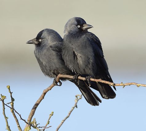 The Magicians Nephew, Crow Bird, World Birds, Crow Art, Jackdaw, Raven Art, Crows Ravens, Animal Photo, Love People