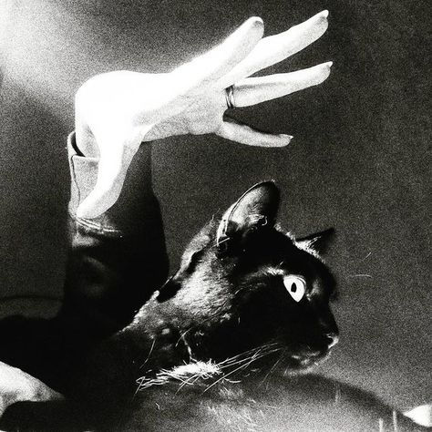 GRIM SAINT a duo post punk / experimental band from anchorage alaska. Music available on Spotify and Apple Season Of The Witch, Dark Gothic, Halloween 2017, Silly Animals, White Photo, Dark Aesthetic, Aesthetic Art, A Cat, Dream Life