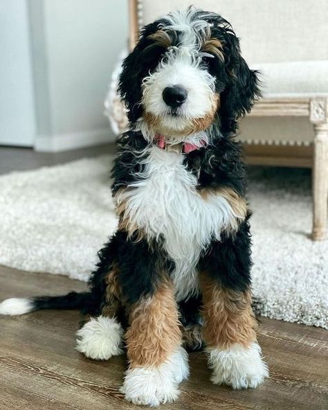 Bernie Doodle, Homestead Inspiration, Mini Bernedoodle, Bernedoodle Puppy, Dog Mommy, Really Cute Dogs, Warm Fuzzies, Doodle Dog, Kitten Love