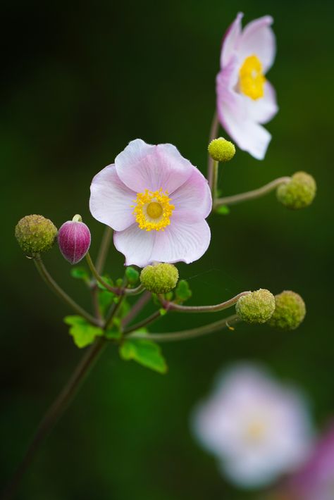 Chinese anemone 2 (Anemone hupehensis) | Chinese anemone (An… | Flickr Anemone Hupehensis, Bielefeld Germany, Flower Portraits, Anemone Flower, Sketch A Day, Botanical Garden, Flower Pictures, Anemone, Phone Backgrounds