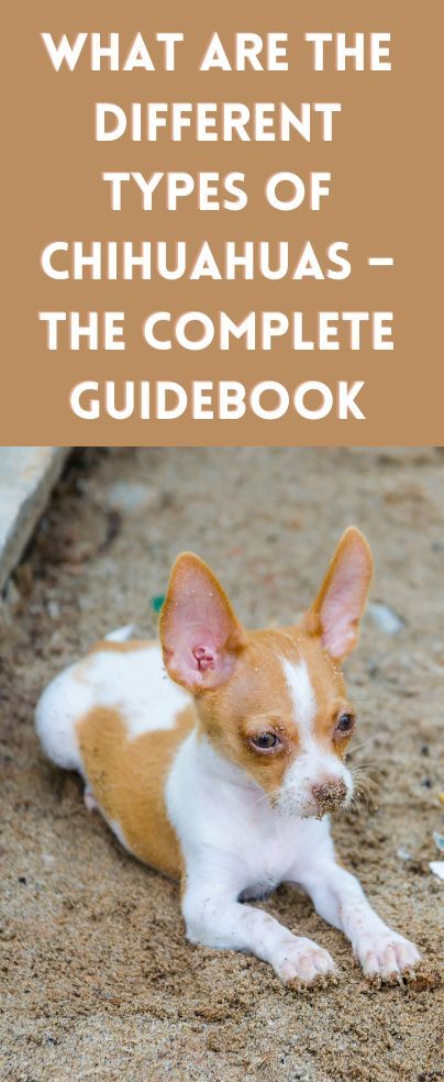 Chi lovers always want to know what are the different types of Chihuahuas out there? If you’re the same, you’re going to love our guidebook! Chug Puppies, Types Of Chihuahua, Apple Head Chihuahua, Chi Dog, Long Hair Chihuahua, Merle Chihuahua, Third Watch, Chihuahua Breeds, Chihuahua Mexico