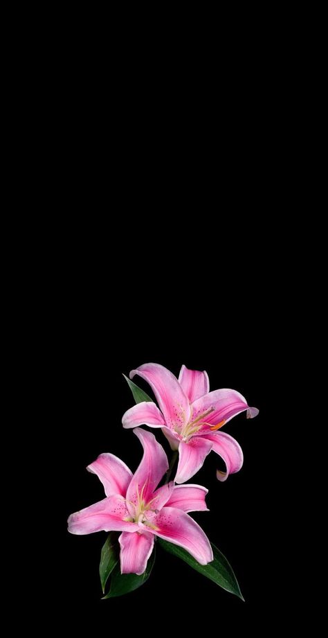 background/inspo #hibiscusflower #inspo #repost #viral #fyp | hibiscus flowers wallpaper | TikTok Wallpaper Backgrounds Tiktok, Hubiskis Flower Wallpaper, Black Wallpaper With Flowers, Black Background With Flower, Wallpaper Flowers Iphone, Pink Wallpaper Backgrounds Iphone, Hibiscus Wallpaper Iphone, Hibiscus Lockscreen, Flowers With A Black Background