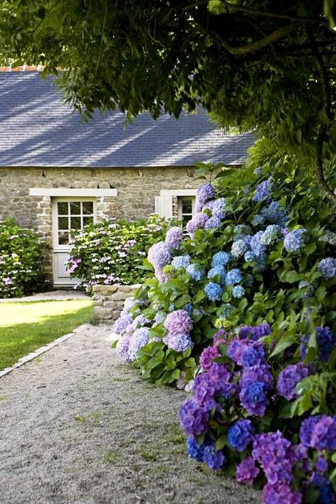 Blue and purple hydrangea hedge in a garden by a stone cottage via Thou Swell @thouswellblog #garden #gardendesign #southerngarden #cottage #hydrangea Hydrangea Landscaping, Florida Gardening, Southern Garden, Hydrangea Garden, Hydrangea Purple, Garden Shrubs, Have Inspiration, Gorgeous Gardens, Stone House