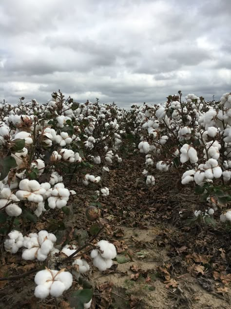 Arkansas cotton Cotton Ball Aesthetic, Cotton Plant Photography, Cotton Flower Aesthetic, Cotton Plant Aesthetic, Cotton Field Photography, Cotton Aesthetic, Cotton Plantations, Cotton Farm, Ball Aesthetic