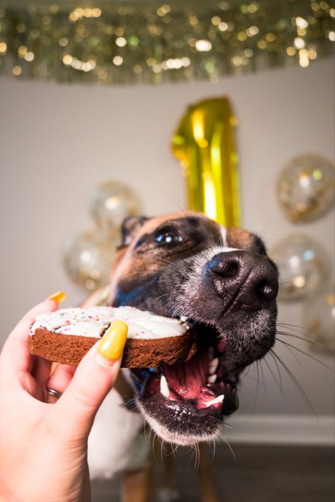 Dog Birthday Cake Photoshoot, Dog Party Photoshoot, Senior Dog Birthday Photoshoot, Puppy Birthday Photoshoot, Dog Bday Photoshoot, Dog Birthday Photoshoot Outside, Pet Birthday Photoshoot, Dog Birthday Shoot, Dog Birthday Photoshoot Ideas At Home