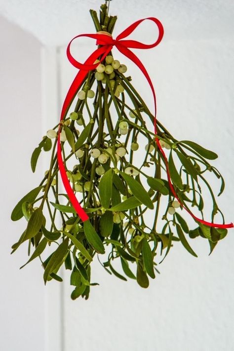 Winter Reference, Mistletoe Diy, Mistletoe Decoration, Christmas Botanicals, Christmas Mistletoe, Mistletoe Christmas, Plant Texture, New Years Tree, Creepy Christmas