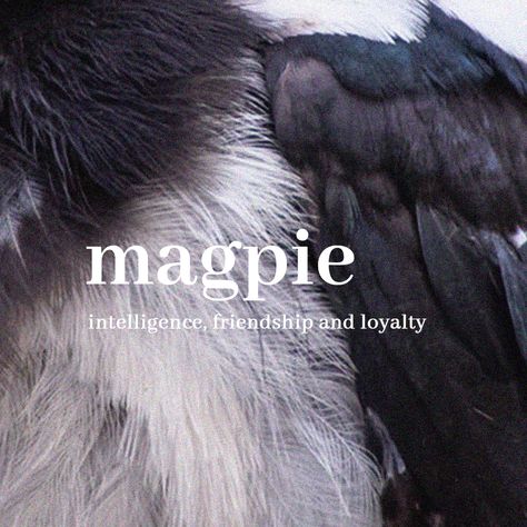 magpie symbolizes intelligence, friendship and loyalty Magpies Aesthetic, Magpie Symbolism, Loyalty Aesthetic, Magpie Wings, Tgcf Oc, Magpie Aesthetic, Crow Feathers, Magpie Art, Brown Aesthetic