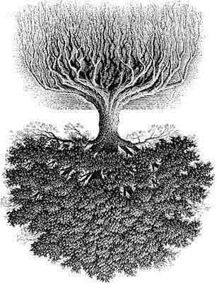 upside down tree Roots Illustration, Oak Tree Drawings, Roots Drawing, Tree Roots Tattoo, Scratchboard Illustration, Roots Tattoo, Tattoo Son, Oak Tree Tattoo, Family Tree With Pictures