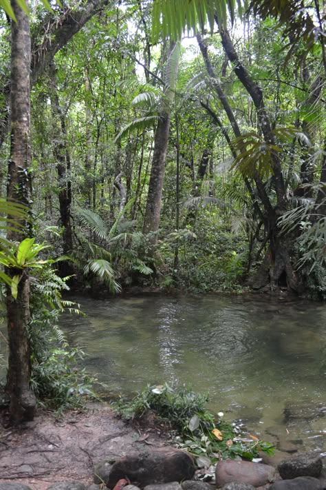 Ethereal Water, Wilderness Aesthetic, Floating Down The River, Cute Scenery, Mt Tamborine, Hidden Temple, Rainforest Photography, Cypress Swamp, Water Board