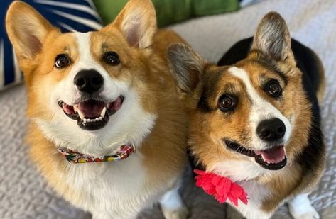 Corgi Dog Wallpaper, Hammy And Olivia, Corgi Phone Wallpaper, Corgi Backgrounds, Corgi Wallpaper, Hammy And Olivia Corgi, Corgi Gif, Corgis And Fairies, Live Action Animation