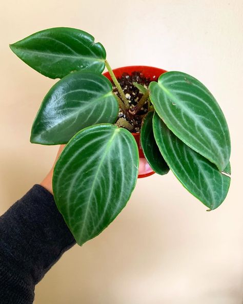 Joanna Bretz, ATX Plant Mom on Instagram: “Peperomia Maculosa 🌱 I adore the large glossy veined leaves on this rare peperomia. It took quite a while for me to get my hands on this,…” Rare Peperomia, Peperomia Maculosa, Plant Wishlist, Worth The Wait, Plant Mom, Garden Plants, Hands On, Plant Leaves, Take That