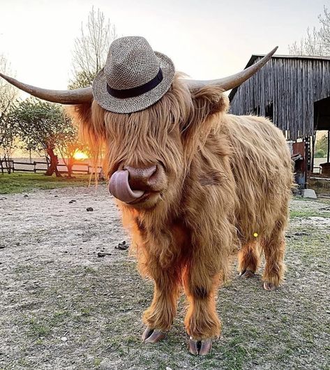 Scottish Hyland Cows, High Land Cow Wallpaper, Hi Land Cow, Cow In Cowboy Hat, Highland Cow Background, Highland Cow Photography, Hyland Cow, Highland Cow Pictures, Mini Highland Cow