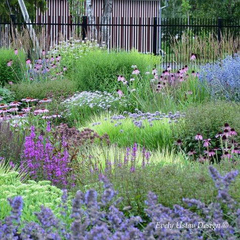 Here is the @momu_garden I designed for @motorsportmuseum in Turba. The garden was installed in spring 2021 by the amazing volunteers and… | Instagram Pollinator Garden Design, Garden Desig, Naturalistic Garden, Echinacea Purpurea, Backyard Inspiration, Pollinator Garden, Side Yard, Plant Combinations, Ornamental Grasses