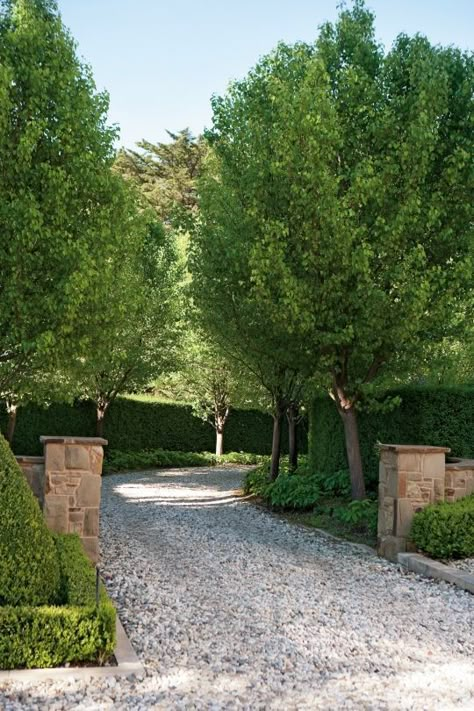 Driveway Entrance Landscaping, Long Driveway, Tree Lined Driveway, Driveway Entrance, Driveway Design, Driveway Landscaping, Long Driveways, Gravel Path, Landscape Designs