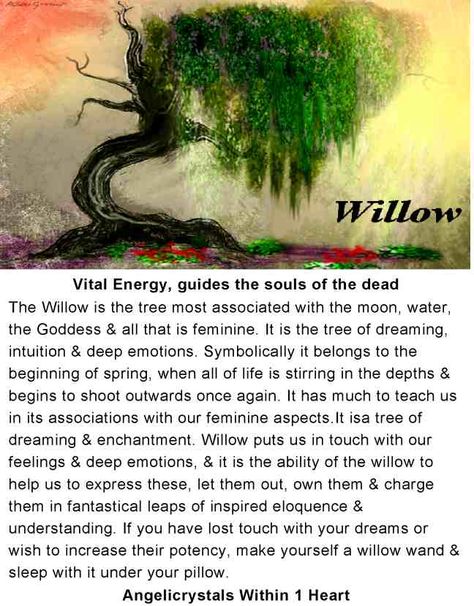 Willow Tree Scenery, Willow Tree Spiritual Meaning, Willow Tree Tattoo For Women, Willow Tree Meaning, Witch Powers, Willow Trees, Weeping Willow Tree, Magic Spell Book, Sacred Tree