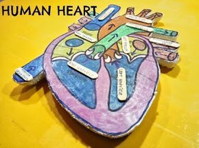 Science Project Models, A Human Heart, Human Body Projects, Human Body Model, Heart Diagram, Brain Models, Heart Real, Heart Model, Heart Anatomy