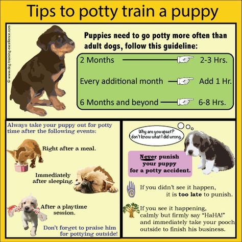 Potty Training Methods, Train A Puppy, Pocket Beagle, Dog Minding, Easiest Dogs To Train, Dog Behavior Problems, Potty Train, Aggressive Dog, Training Your Puppy