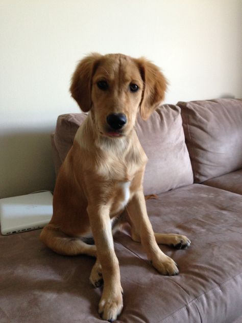 5 month old golden :-) Older Golden Retriever, 8 Week Old Golden Retriever, Golden Retriever Newborn, 5 Month Old Golden Retriever, Old Golden Retriever, 5 Month Old, Golden Retriever Playing, Cat Hair, 5 Months