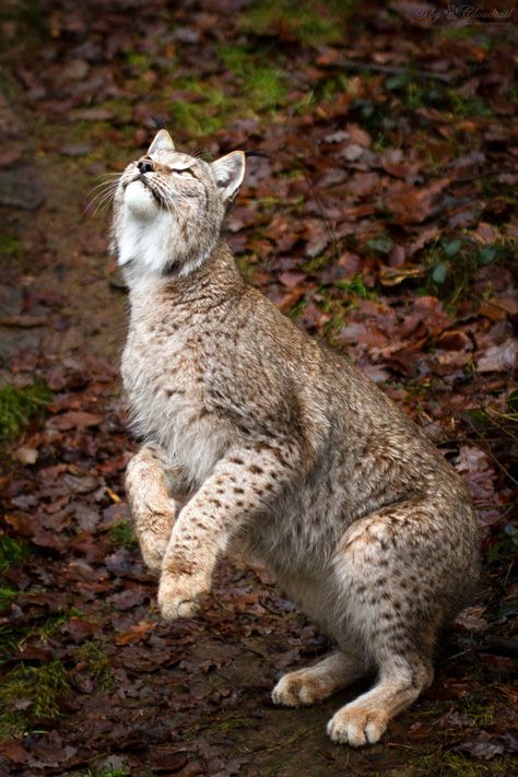 jumping for prey Lynx Jumping, Lynx Lynx, Eurasian Lynx, Tattoo Nature, Cat Species, Exotic Cats, Wild Nature, Animal Sketches, Domestic Cat