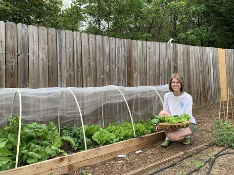 How to create easy hoop row covers in the garden – Whitney Anderson Gardening Hoop Covers For Raised Beds, Garden Hoops Raised Beds, Diy Garden Covers For Raised Beds, Raised Bed Hoop Cover, Row Covers For Raised Beds, Diy Garden Cover, Garden Row Covers, Garden Hoops Diy, Row Covers Garden