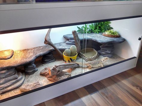 Vivarium Ideas Bearded Dragon, Aesthetic Terrarium Reptile, Bearded Dragon Enclosure Ideas Aesthetic, Reptile Tank Ideas, Beared Dragon Cage Ideas Cute, Beared Dragon Cage Ideas, Bearded Dragon Enclosure Ideas, Bearded Dragon Setup, Breaded Dragon