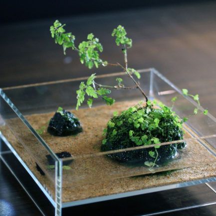 Wabi Kusa, Japanese Plants, Indoor Water Garden, Ikebana Flower Arrangement, Moss Terrarium, Moss Garden, Natural Element, Healing Space, Garden Terrarium