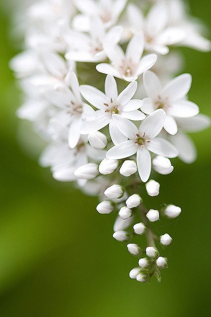 I finally found the name of this plant - Lysimachia clethroides.  bloomingwhite by taryntella2, via Flickr White Gardens, Deco Floral, Garden Cottage, Flower Beauty, Beautiful Blooms, Dream Garden, Ikebana, White Flower, Amazing Flowers