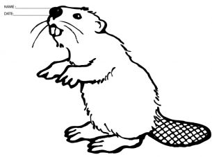 Try these fun free printable Beaver Coloring Sheets! Beaver Drawing, Disney Coloring Pages Printables, Free Adult Coloring Pages, Disney Colors, Drawing Tutorial Easy, Disney Coloring Pages, Kids Wood, Free Printable Coloring, Animal Coloring Pages