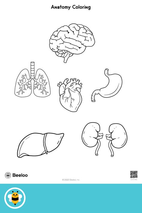 Medium human body-themed coloring page for kids ages 5 and up. Featuring: Organs, liver, lungs, heart Human Body Coloring Pages, Human Organ Diagram, Rose Outline Drawing, Liver Anatomy, Human Heart Drawing, Lungs Art, Anatomy Coloring, Shiva Angry, Music Theory Lessons