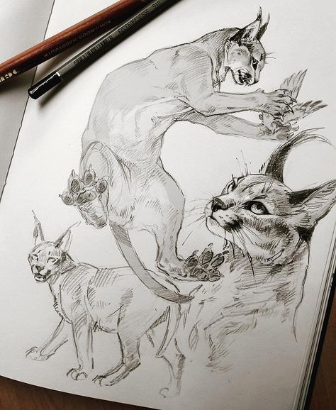 #sketchbook #sketch #caracal #karakal #cat #cats #pencildrawing #traditionalart #pencil #wildcats #request Animal Drawings Sketches, Big Cats Art, Cat Sketch, Animal Drawing, Creature Drawings, Arte Sketchbook, Creature Concept Art, Animal Sketches, Cebu