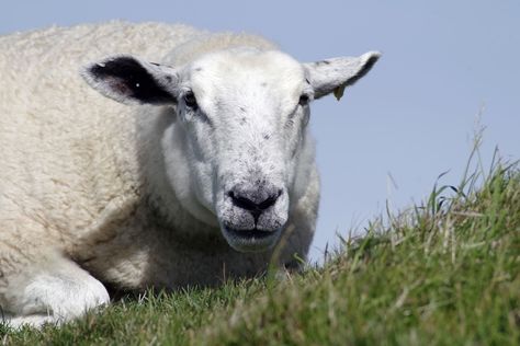 Dorset Sheep: Facts, Lifespan, Behavior & Care (with Pictures)  | Pet Keen Border Leicester Sheep, Dorset Sheep, Sheep Herding Dogs, Alfalfa Hay, Sheep In Ireland, Irish Sheep Farm, Sheep Breeds, Material Bed, Sheep