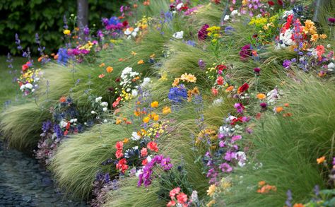 GardenersWorld Wild Flower Meadow, Meadow Garden, Have Inspiration, Wildflower Garden, Beautiful Flowers Garden, Garden Cottage, Front Garden, Grasses, Dream Garden