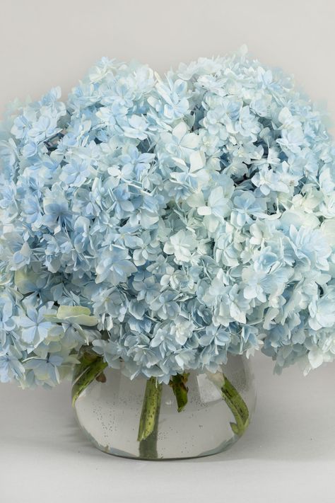 Seasonal baby blue Hydrangea Baby Blue Hydrangea, Dusty Miller, Vase Arrangements, Blue Hydrangea, Hydrangea, Baby Blue, Vase, Flowers, Blue