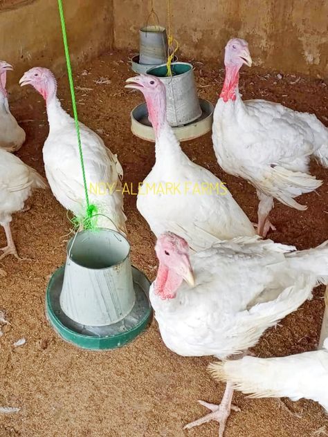 Turkey rearing isingythe dee litter system Farming Land, Pet Chickens, Spring Time, Pet, Animals, Quick Saves