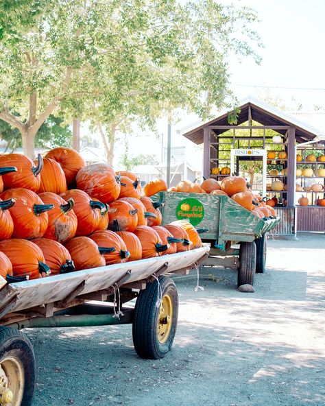 Is it even pumpkin patch season if you don’t make a trip to @bishopspumpkinfarm1973 If you’re a local to the Sacramento area or in Norhern California you need to visit this amazing pumpkin farm!!🎃 📍 1415 Pumpkin Ln Wheatland, CA 95692 United States It’s officially pumpkin patch season! Check out these other creators for more pumpkin patch fun: @ambsryan_ @sydni.edwards @shelly_varnado_photography @mamasbestyear @finnandco.mn @_branchfam @deckeratedot @bitzofmissbrittz @the__anderson__... Best Pumpkin Patches, Autumn Pumpkins, Pumpkin Farm, Gourds, Pumpkin Patch, Sacramento, Pumpkins, Vision Board, United States