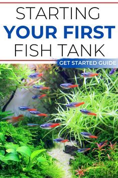 Easy Care Fish Tank Aquarium, Community Fish Tank Ideas, Community Aquarium Ideas, Fish Tank For Beginners, Starter Fish Tank, Tetra Fish Tank Ideas, Ten Gallon Fish Tank Ideas, Fresh Water Fish Tank Ideas, Tropical Fish Tank Ideas