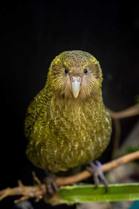 Kakapo Bird, Kakapo Parrot, New Zealand Wildlife, Nz Birds, New Zealand Birds, Flightless Bird, Most Beautiful Birds, Unusual Animals, Long Road