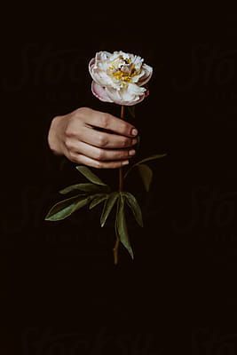 Hand Grabbing Flower Reference, Hands And Flowers Photography, Hand Holding Flower Reference, Gouache Hands, Someone Holding Flowers, Hand Picked Flowers, Hand Holding Flower, Hand Holding Something, Hand Holding Rose