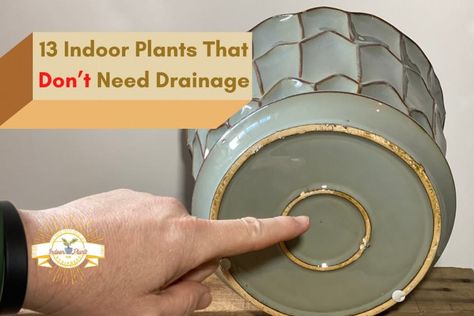 13 Indoor Plants That Don’t Need Drainage Holes in Their Pots - Indoor Plants for Beginners Black Bamboo Plant, Bamboo Plant Care, Indoor Plants For Beginners, Transplanting Plants, Plants For Beginners, Bamboo In Pots, Small Indoor Plants, Indoor Flower Pots, House Plant Pots