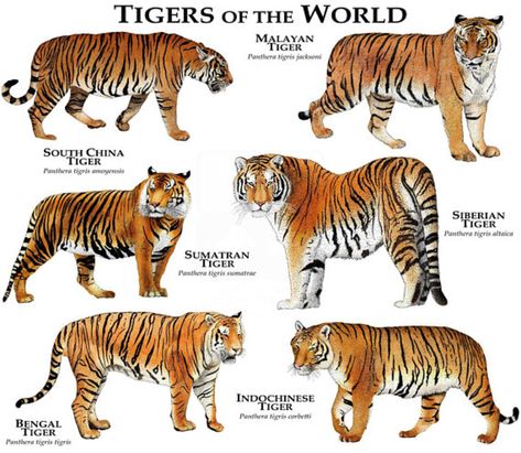 Remedies For Bee Stings, Indochinese Tiger, South China Tiger, Tiger Species, Malayan Tiger, Animal Information, Zoo Art, Sumatran Tiger, Panthera Tigris