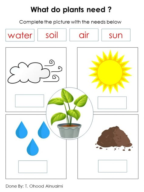 What Do Plants Need To Grow Worksheets, What A Plant Needs To Grow Preschool, What Plants Need To Grow Worksheet, What Do Plants Need To Grow, Plants Worksheets For Kids, Plant Needs Worksheet, Plant Activity For Kids, What Plants Need To Grow, دورة حياة النب�ات