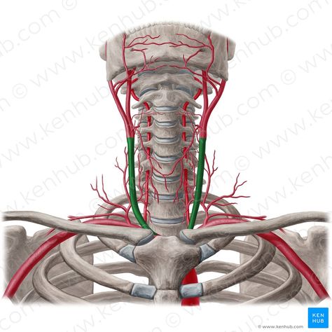 Common Carotid Artery, Arteries Anatomy, Circle Of Willis, Sternocleidomastoid Muscle, Internal Carotid Artery, Subclavian Artery, Vertebral Artery, Carotid Artery, Subcutaneous Tissue