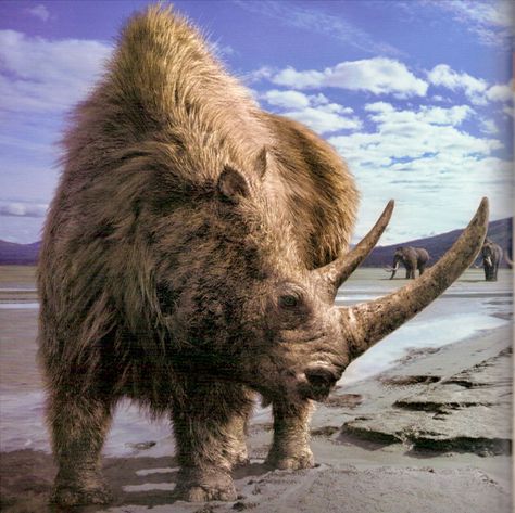 The extinct woolly rhinoceros (Coelodonta antiquitatis) was once common throughout Europe and northern Asia during the Pleistocene. It may have survived as recently as 10,000 years ago. Although contemporary with the Woolly Mammoths, they never moved across the Bering Strait Land Bridge into North America. Bering Strait, Walking With Dinosaurs, Prehistoric Wildlife, Dinosaur Pictures, Prehistoric World, Wooly Mammoth, Paleo Art, Extinct Animals, Prehistoric Animals