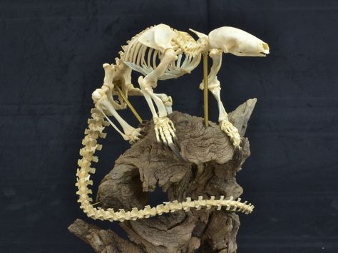 Tree Pangolin (Mancis tricuspis) Skeleton. Animals Skeleton, Deer Skull Art, Animal Skeleton, Folk Medicine, Animal Skeletons, Vulture Culture, Woodland Animal Prints, Animal Anatomy, Animals Photos