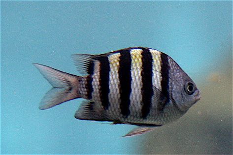 Striped Fish, Mermaid Stories, Reef Fish, Fish Tank, The Little Mermaid, Black Stripes, Fish Pet, Image Search, Brooklyn